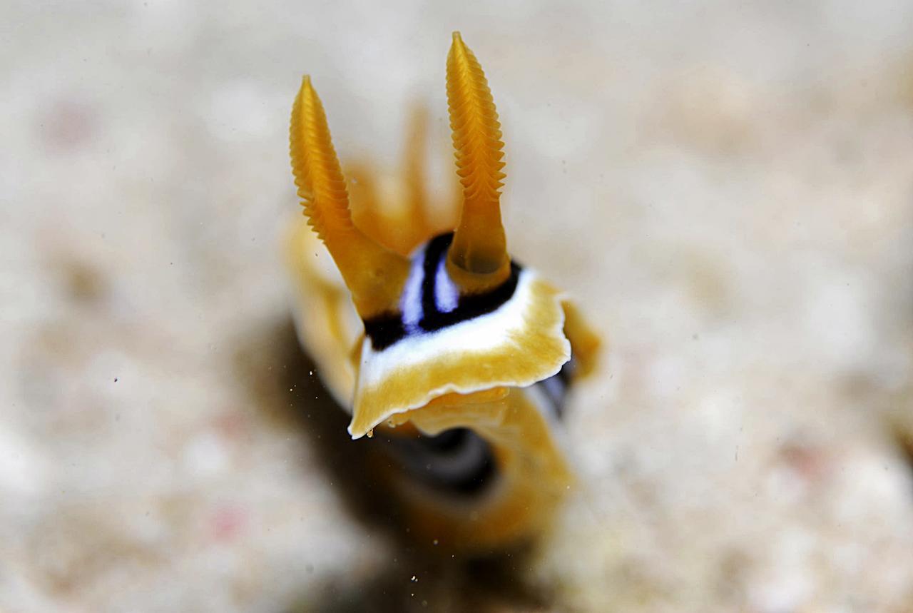 Aqaba Adventure Divers Resort & Dive Center Экстерьер фото