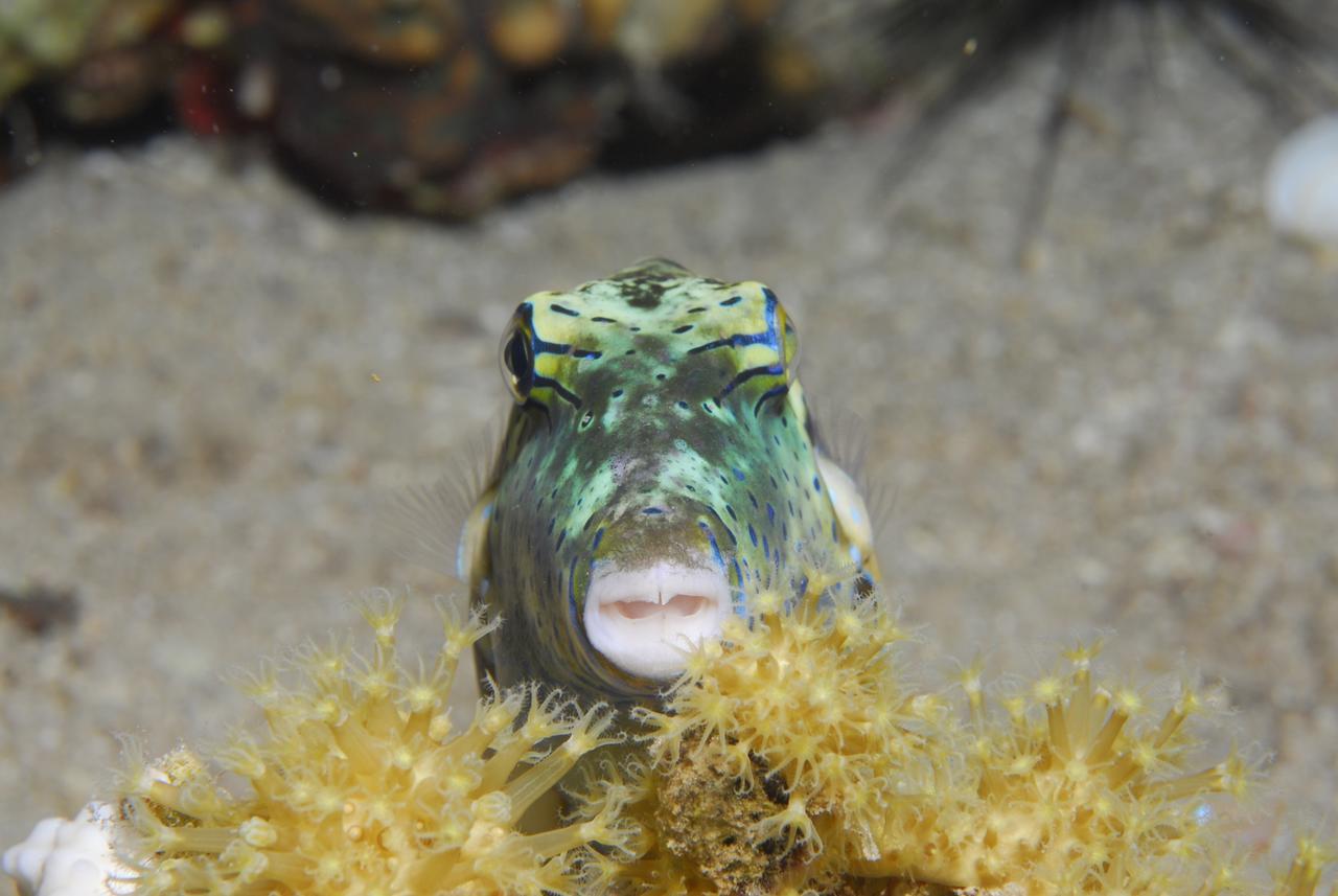 Aqaba Adventure Divers Resort & Dive Center Экстерьер фото