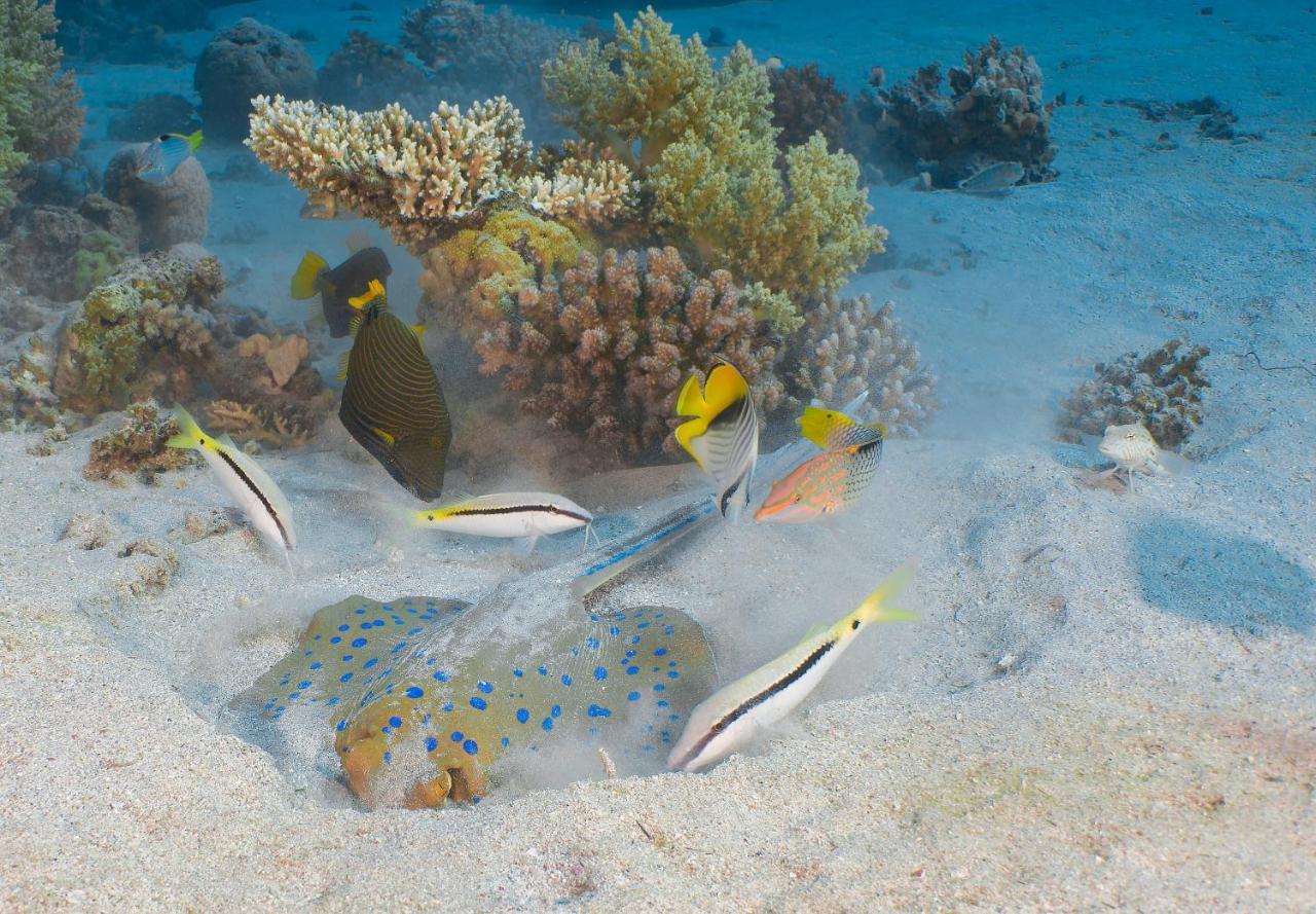 Aqaba Adventure Divers Resort & Dive Center Экстерьер фото