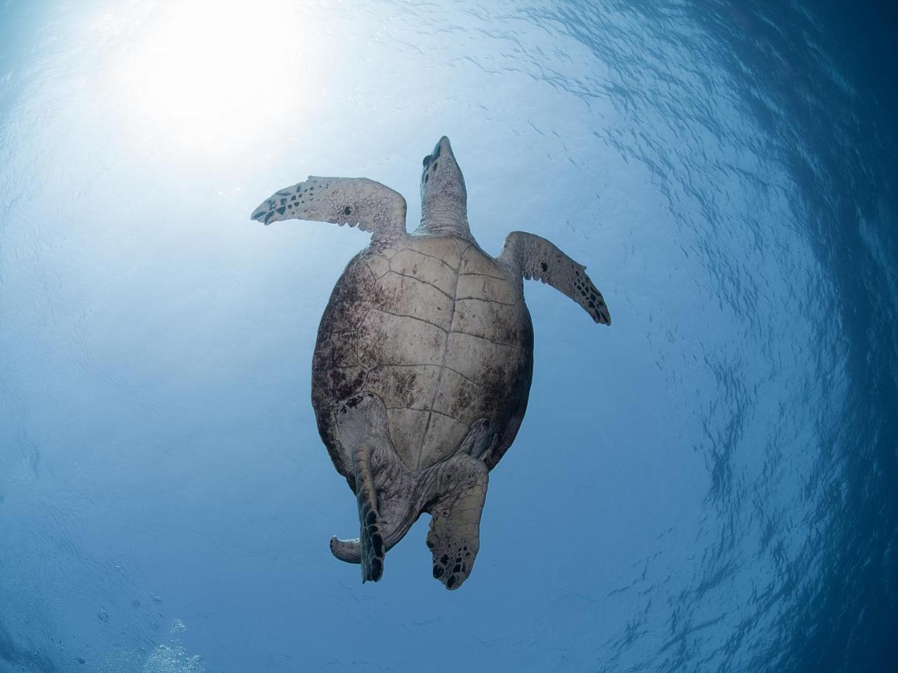 Aqaba Adventure Divers Resort & Dive Center Экстерьер фото
